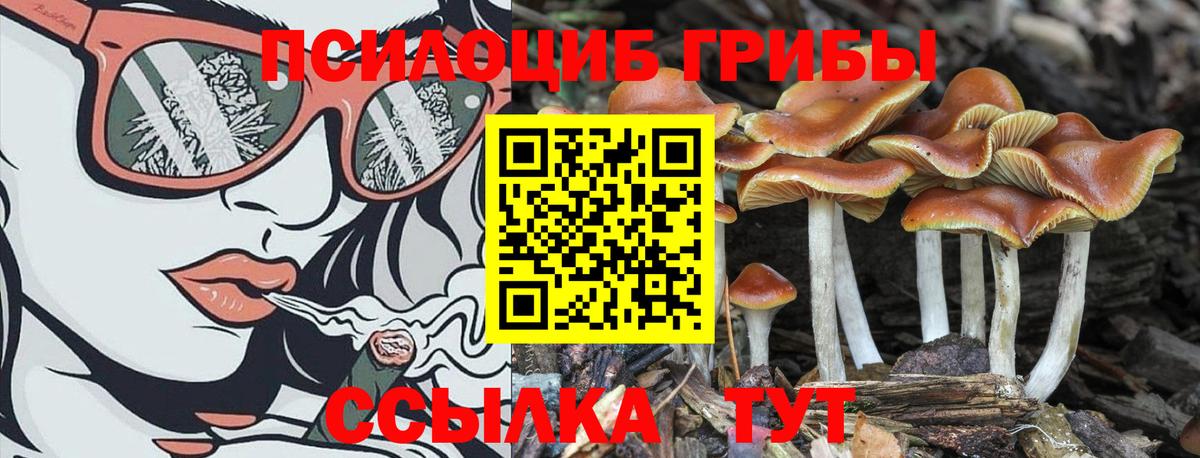 Псилоцибиновые грибы GOLDEN TEACHER Славянск-на-Кубани